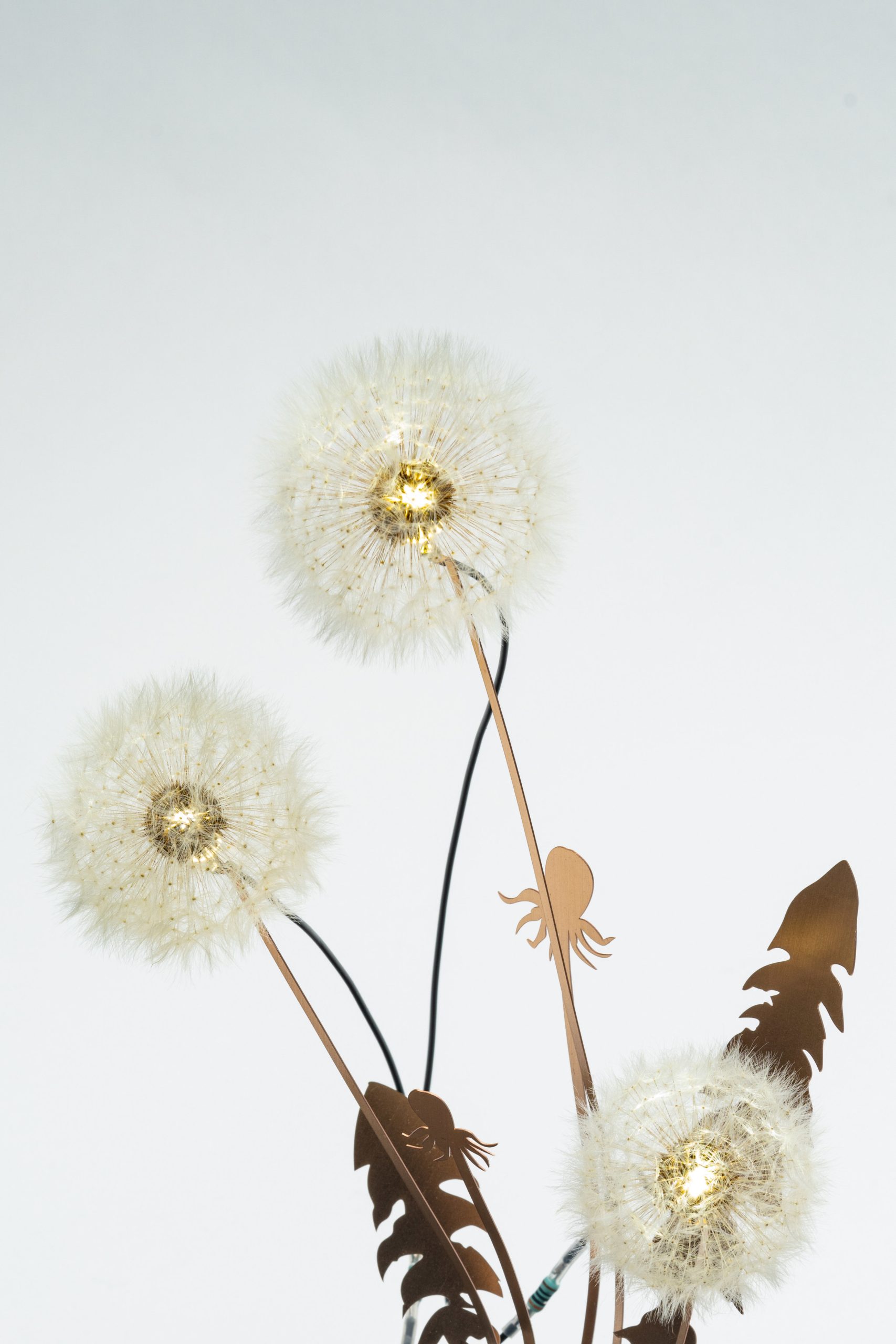 here's a line…  illuminated dandelion